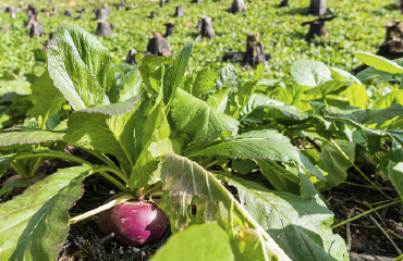 絶品漬け物作り体験